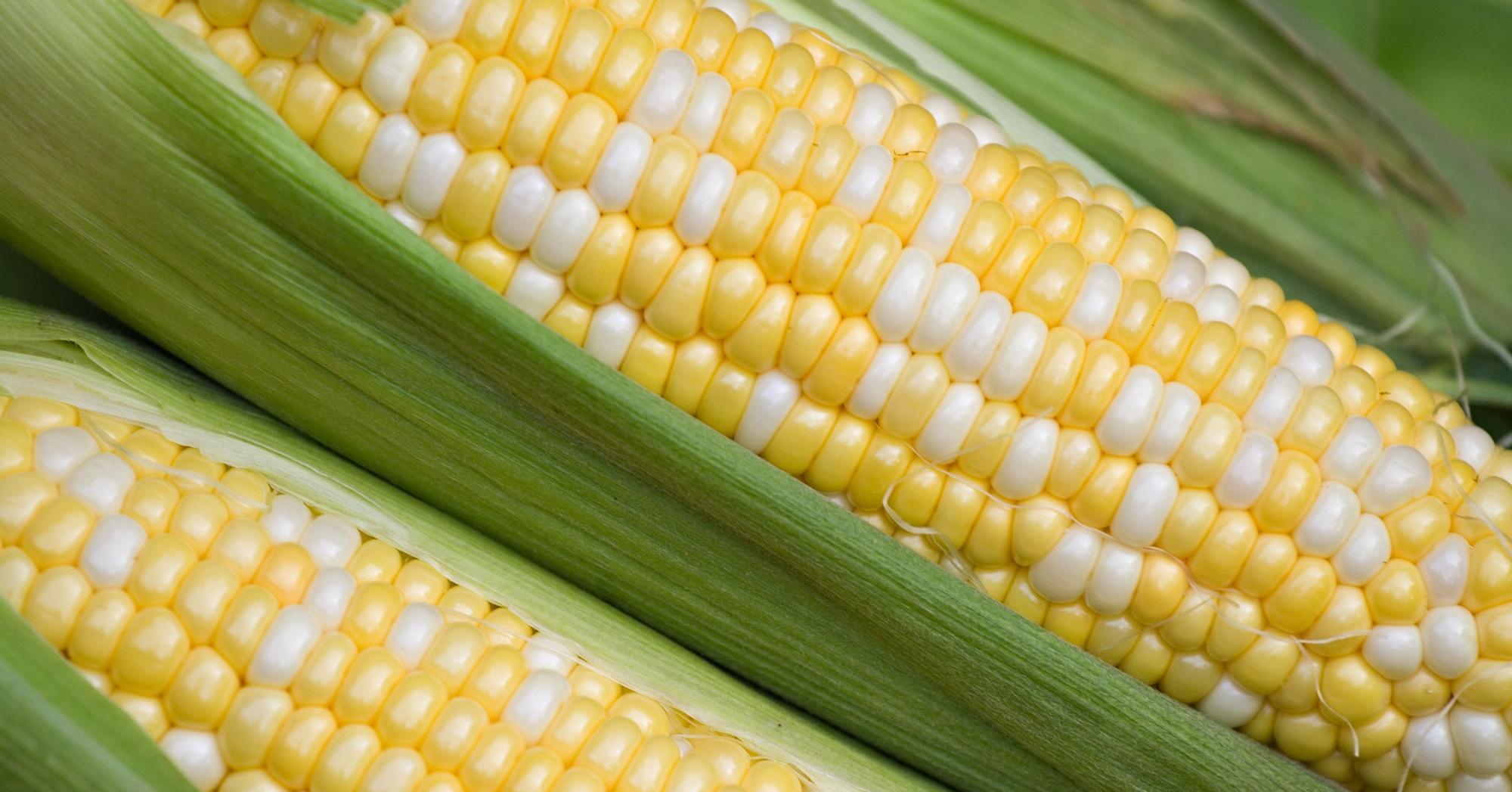 What Color Is Maize